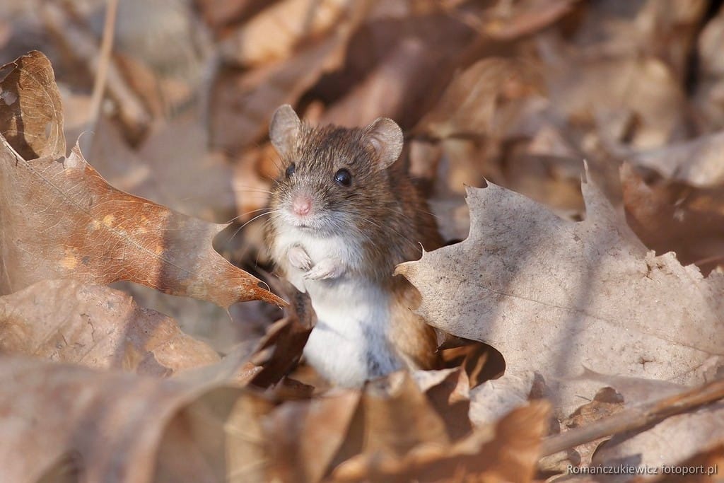 Mysz (Apodemus sylvaticus) - Park Południowy we Wrocławiu