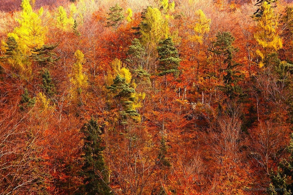 Wspaniały jesienny las w Dolinie Białej Wody 