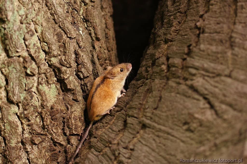 Mysz (Apodemus sylvaticus) 