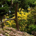 Rododendrony - Ogród Japoński we Wrocławiu