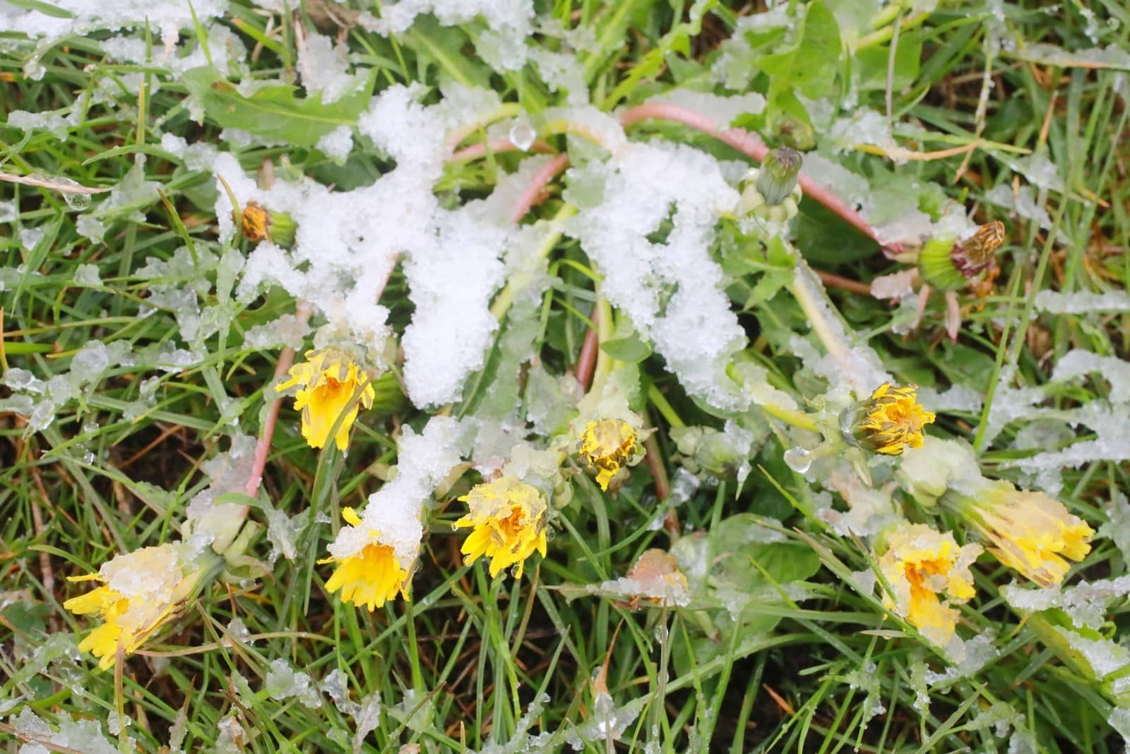 Majowe śniegi - Miłków 4 maja 2019
