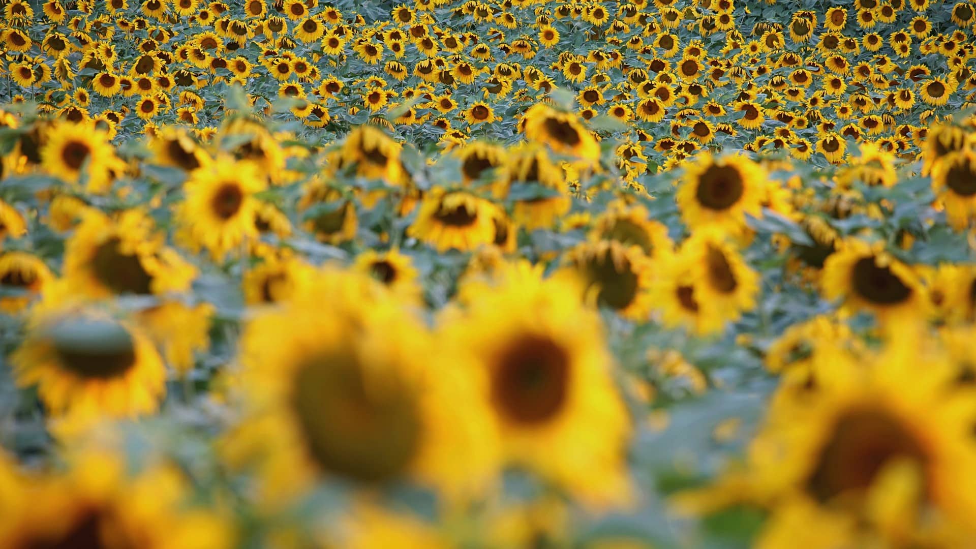 Słoneczniki Sunflowers