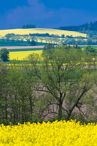 Dolnośłąskie pola w maju - kwitnące rzepaki