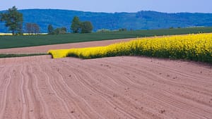 Kwitnące rzepaki -majowe pola na Dolnym Śląsku