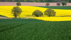 Kwitnące rzepaki -majowe pola na Dolnym Śląsku