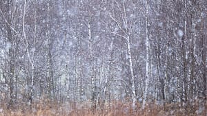 W marcowej śnieżycy fot.Krzysztof Romańczukiewicz