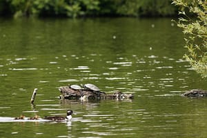 Żółw czerwonolicy. Park Południowy we Wrocławiu