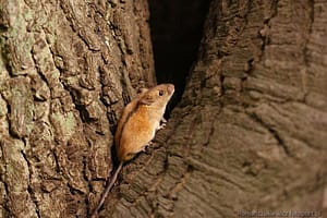 Mysz (Apodemus sylvaticus)