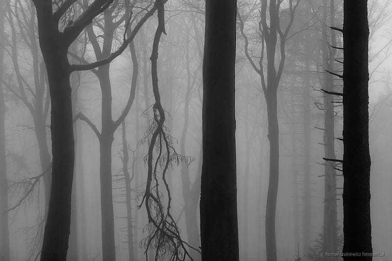 Las w Górach Sowich