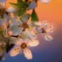 Tarnina – niedoceniane kwiaty ciernistych krzewów
