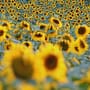 Słoneczniki Sunflowers